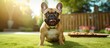 French bulldog patiently waits for snack on grass in garden