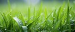 canvas print picture - Lush green grass glistening with raindrops