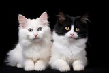 Fototapeta Koty - Two beautiful black and white Maine Coon cat, isolated on black background, Two white cats on a black background with a place for your text, AI Generated