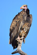 White Headed vulture with blue sky