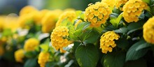 In The Park There Is A Lovely Yellow Lantana Flower Positioned Up Close With A Backdrop Of Lush Green Grass