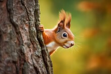 The Eurasian Red Squirrel (Sciurus Vulgaris) Looking From Behind A Tree. Beautiful Autumn Colors, Delicate Background. Shallow Depth Of Field.