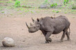Black Rhino with oxpeckers