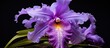 In bloom is a photo that showcases a stunning Cattleya orchid with a lovely shade of purple