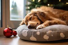 Dog Napping In A Plush Pet Bed, Toy Nearby