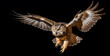 © Robert Kneschke - Owl flying with spread wings on black background