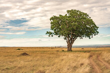 Masai Mara Savanna Typical Landscape 