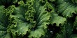Closeup of Kale with waterdrops, top view ,Veggies collection set consept.