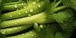 Closeup of Vegetable celery with waterdrops, top view ,Veggies collection set consept.