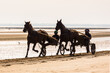 Two harness racing horses trotting on the beach in the morning.
