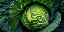 Closeup Of Ripe Cabbage With Waterdrops, Top View ,Veggies Collection Set Consept.