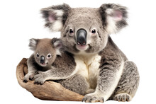 Koala With Its Cute Cub, Cut Out