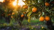 Agriculture, Oranges growing on a tree.