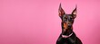 black doberman pinscher dog on pink background banner copy space left. Pet products store, vet clinic, grooming salon poster banner.