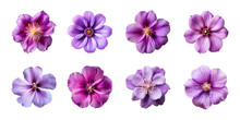 Collection Of Various Purple Flowers Isolated On A Transparent Background