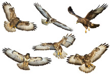 Birds Of Prey - Common Buzzard Buteo Buteo Flying, Hawk Bird, Predatory Bird Close Up Flying Bird Isolated On White Background - Set, Mix Six Flying Birds Of Prey