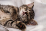 Fototapeta Do przedpokoju - a small tabby kitten lies in a white fabric with folds and sleeps. pet rest.