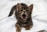 Fototapeta Do przedpokoju - a small tabby kitten sits with an open mouth, meows and yawns. pet rest.
