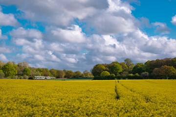 A train crossing a field full of rapeseed flowers. Beautiful landscape with clouds on a blue sky during spring season. Brassica napus plant cultivated on the British field in a sunny day