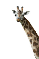 Sticker - giraffe portrait isolated on white background