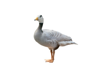 Canvas Print - anser indicus goose isolated on white background