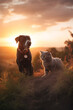 cat and dog animal friends happiness pure friendship 
