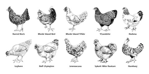 Wall Mural - Hand drawn hens of different breeds collection