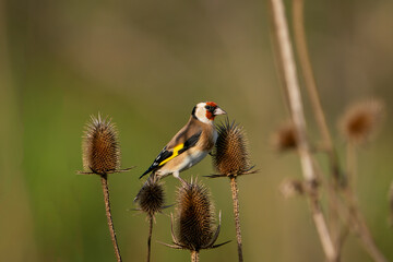 Canvas Print - European goldfinches, photographed in the wild.