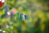 Fototapeta  - Zbliżenie na spinacze, klamerki do prania wiszące na sznurze w ogrodzie w słoneczny letni dzień