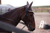 Fototapeta  - Profil konia w nausznikach, w uprzęży w stadninie podczas lekcji jazdy konno 