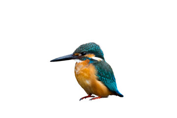 Wall Mural - Male Common Kingfisher isolated on white background.