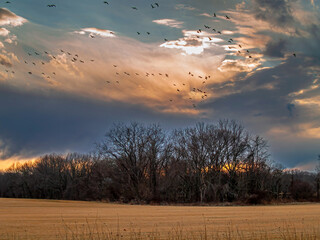 Canvas Print - Duck Fly Over