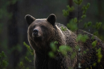 brown bear in the darkness deep in the forest, raining weather