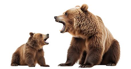 large brown bear and cute bear cub, cut out
