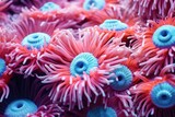 Fototapeta Do akwarium - Anemone actinia texture underwater reef sea coral