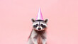 © Tymofii Borysenko - Creative animal concept, raccoon in party cone hat