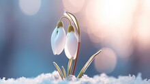  Two Snowdrops In The Snow With A Blurry Background.  Generative Ai