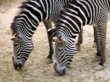 Closeup Of Two Grevy Zebras Or Imperial Zebra (Equus Grevyi) Eating On Ground