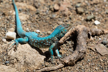 Aruba Whiptail Lizard, Blue Scales, Standing On Rocks And Sand. 

