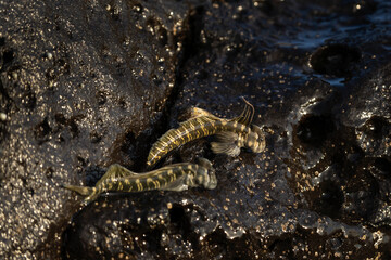 Poster - Small fish are climbing on the rock near the coast. Alticus monochrus on Mauritius island. Fish who can croal out of water and feed on the stones. 