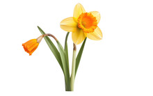 Daffodil Spring Brightest Blossom Transparent PNG