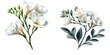 White Freesia flower in watercolor, transparent background  