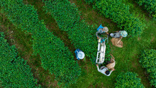 Workers Using Machines For Cutting Tea Leaves In Tea Plantations, At Chiang Rai Province, North Of Thailand, Aerial Top View