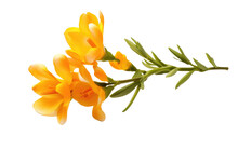 Freesia Fragrant Blossom Transparent PNG