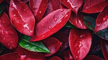  A Bunch Of Red Leaves With Water Droplets On Them And Green Leaves.  Generative Ai