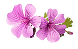 Fototapeta  - Geranium Flower Blooming Beauty Transparent PNG