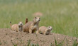 Adult and two juvenile prairie dogs on dirt at burrow