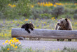 Grizzly bear cub on log with sow bear nearby