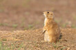 Profile of black-tipped prairie dog on brown dirt
