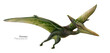 Illustration of a flying pterodactyl.  Flying green dinosaur. Predator in flight.